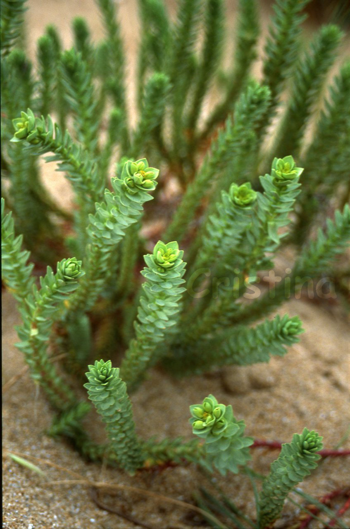 Euphorbia paralias / Euforbia marittima